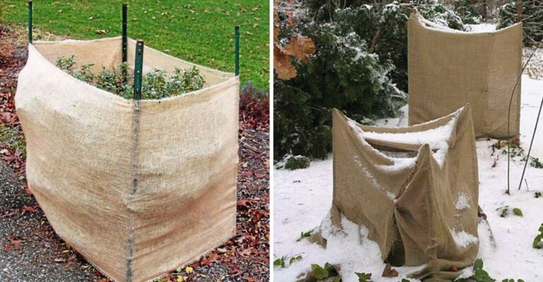 The Burlap Setup New York Broadleaf Evergreen Owners Should Prep Now