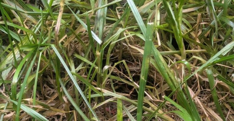 Why Heavy Fall Dew Can Lead To Disease In New North Carolina Fescue Lawns