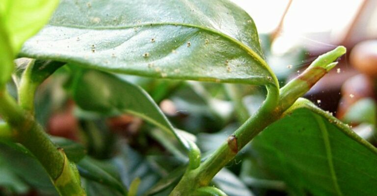 Why Spider Mites Are Showing Up On More Michigan Houseplants This Time Of Year