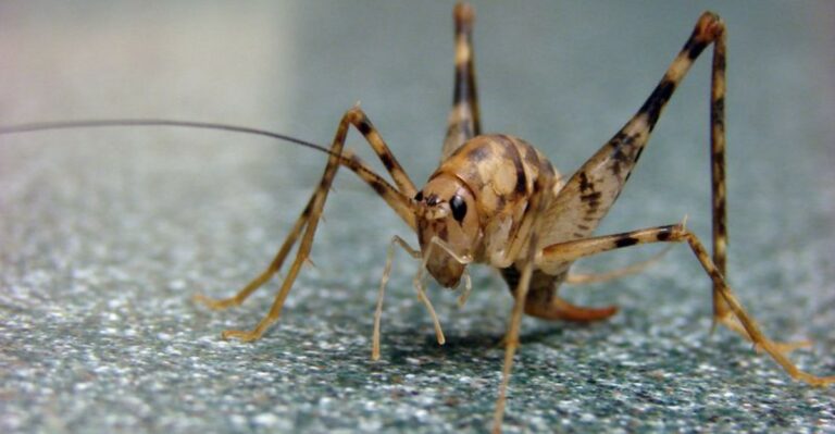 Why Camel Crickets Move Into Ohio Basements Every Fall