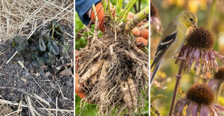 Last Weekend’s Freeze Hit Some Virginia Gardens Hard. Here’s What To Cut, Save, And Leave Alone