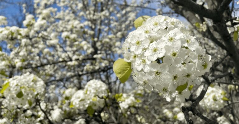 Can You Keep A Banned Plant If It’s Already Growing In Your Ohio Yard?