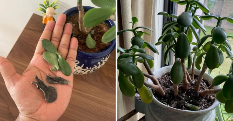 Your Texas Jade Plant Is Dropping Leaves? Here’s How To Fix It