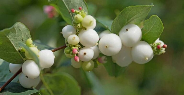 8 Native Oregon Shrubs To Plant Instead Of Nandina