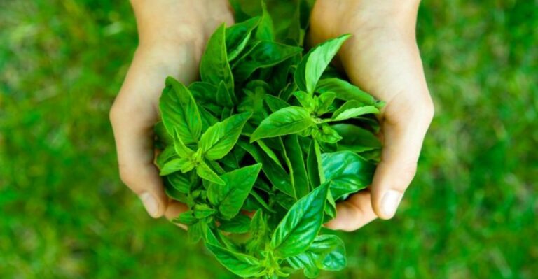 Clever Ways To Use The Basil Taking Over Your Florida Garden