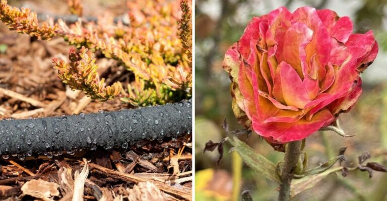 Water Your California Garden Before The Santa Ana Winds Hit, Not After