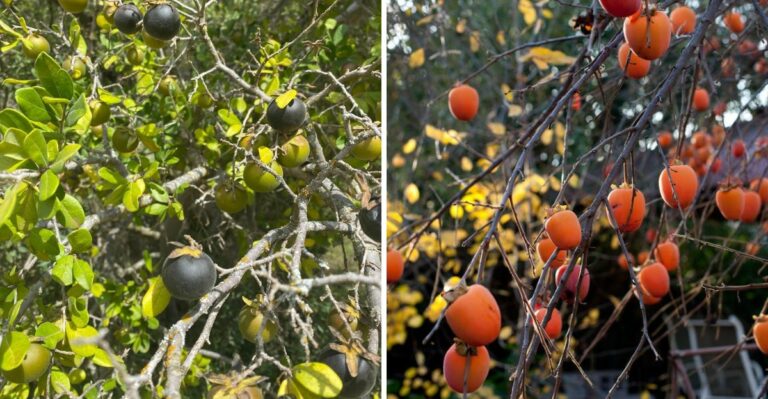 Texas Fruit Trees That Need Less Water Once Fall Begins