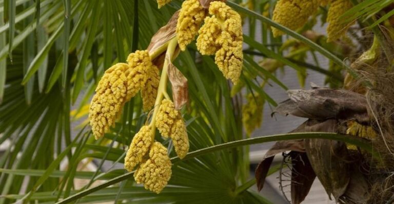 Why Florida Palms Grow Huge Flower Stalks – And Whether They Need To Be Removed