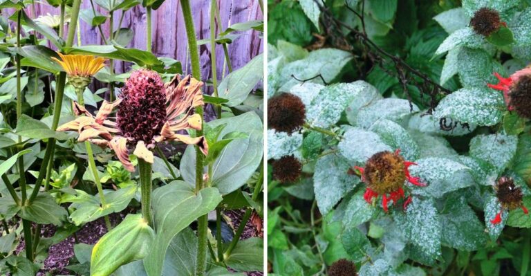 8 Spent Plants New York Homeowners Should Rip Out Before Mid-October