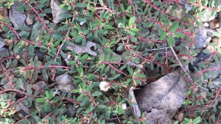 Why Spurge Keeps Appearing in Arizona Gravel and How to Reduce It