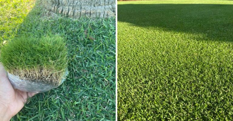 What Zoysia Lawns Need In California After A Historic Dry Summer