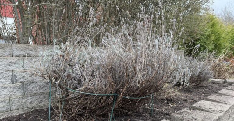 How To Stop Lavender From Getting Too Woody In Georgia Gardens
