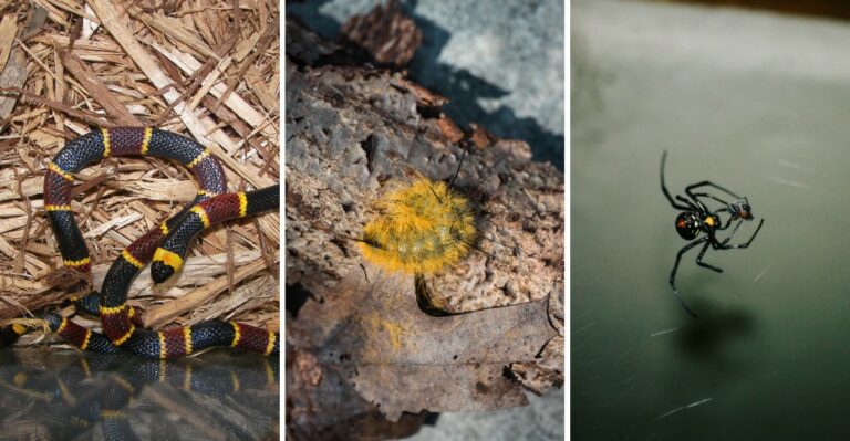 These Venomous Creatures Live In Louisiana, Know What To Watch For In Your Garden