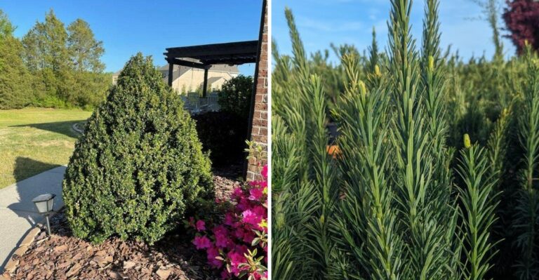 Plant These Narrow Privacy Screens Instead Of Emerald Green Arborvitae In Georgia
