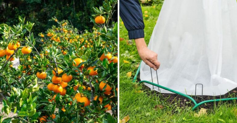 Protect Your Louisiana Satsuma Trees This Weekend And Pick The Fruit At Its Sweetest