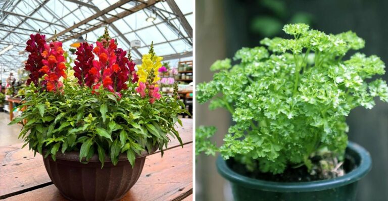 What Every Texas Gardener Should Plant In Containers Before Winter Nights Arrive