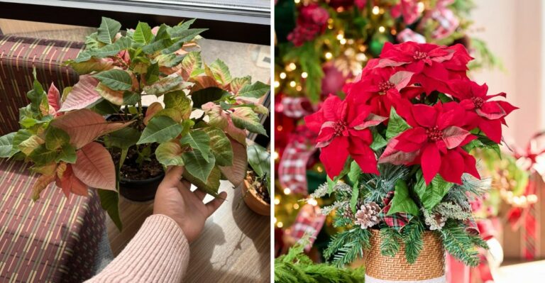 Want Your Ohio Poinsettia Red By Christmas? Start This Now