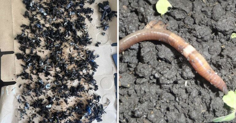 What To Check In California Mulch Before Adding It To Raised Beds This Fall