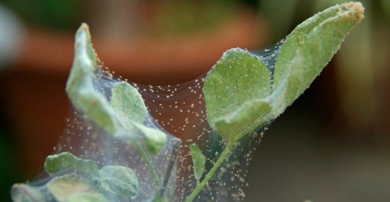 The Spider Mite Mistake Destroying North Carolina Tomatoes Before October Is Over