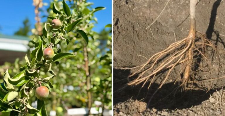How To Reserve Bare Root Fruit Trees At California Nurseries Before Winter