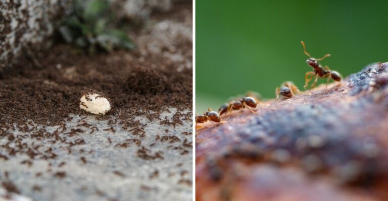 Why Ants Are Suddenly Crowding Your Patio And What It Can Tell You About Your Yard