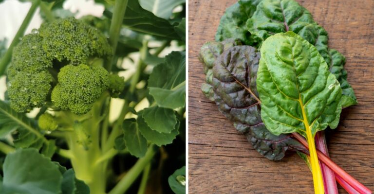 These Texas Vegetables Can Regrow After Cutting