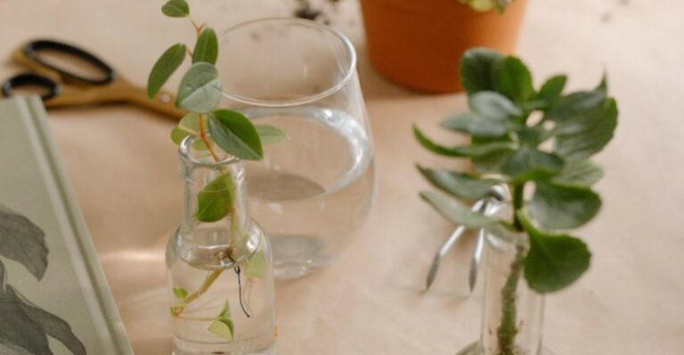 9 Annual Flowers New York Gardeners Should Take Cuttings From This Week