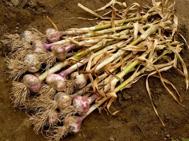 12 Arizona Root Vegetables to Plant in October for Winter Pulling