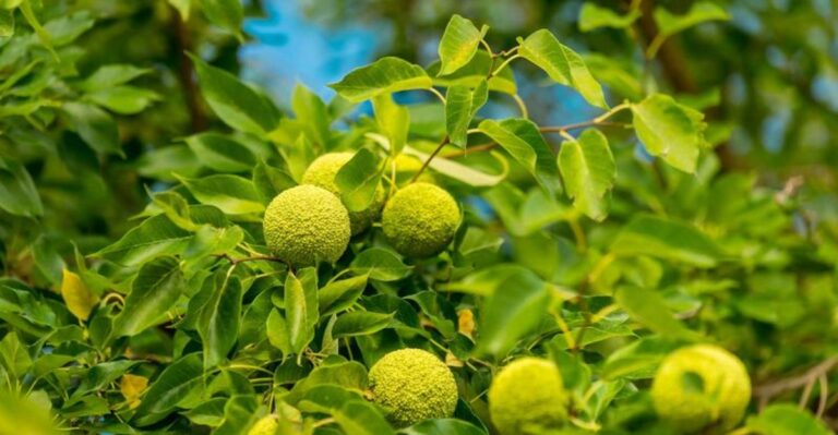 How To Spot An Osage Orange Tree And Where To Find Hedge Apples in Ohio