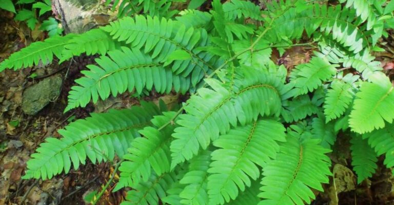 Plant This Evergreen Native Fern In Georgia Shade This Fall For Winter Color