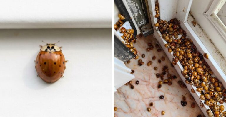 What It Really Means When Ladybugs Swarm Your Texas Home In Late Fall