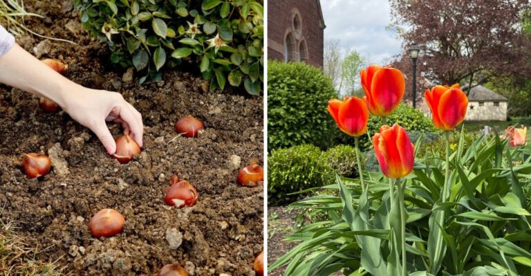 The Tulip Planting Mistake That Leads To No Blooms In Your Pennsylvania Garden