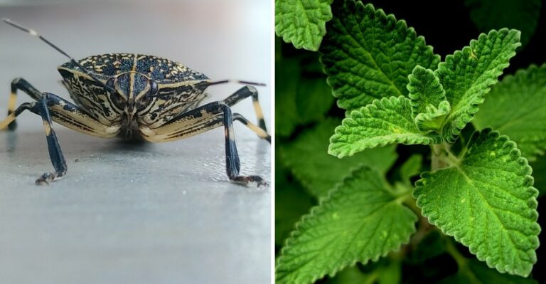 Keep Stink Bugs Out Of Your Home With Natural Repellents Worth Trying