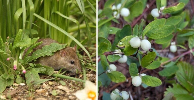 The California Groundcovers That Help Control Both Rats And Erosion