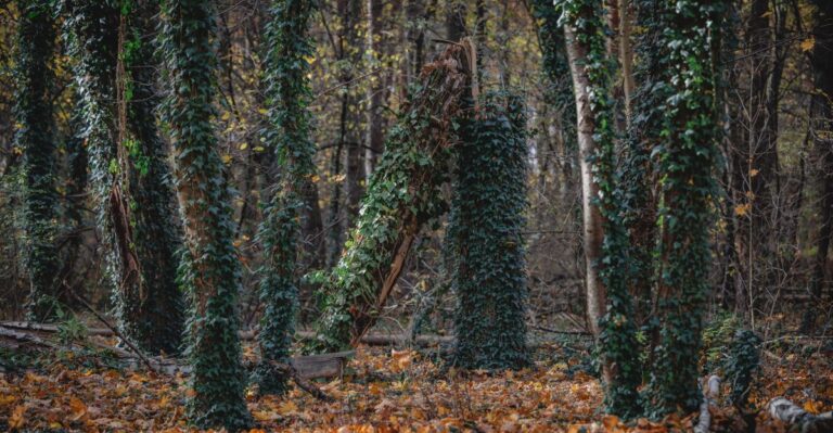 9 Signs Kudzu Is Spreading Into a North Carolina Yard