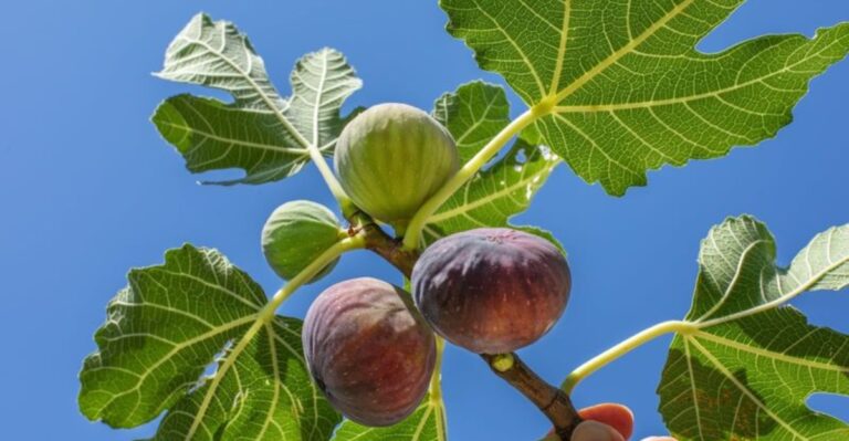 How Arizona Fig Growers Can Prune While Protecting Potential Crops