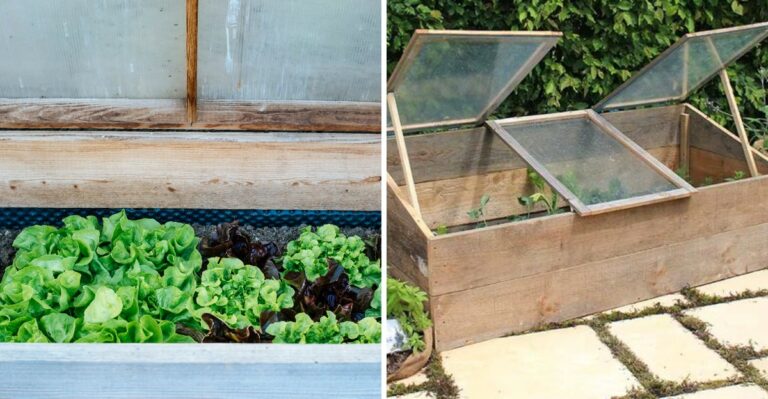 How To Build A Cold Frame To Stretch Your North Carolina Fall Harvest Into Winter