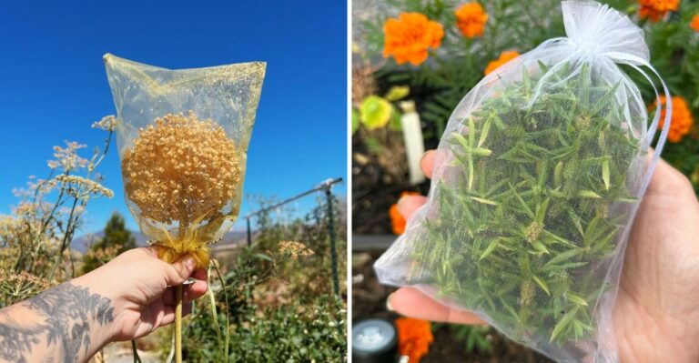 Missouri Gardeners Are Slipping Tiny Bags Over Fading Flowers And Saving Next Year’s Garden