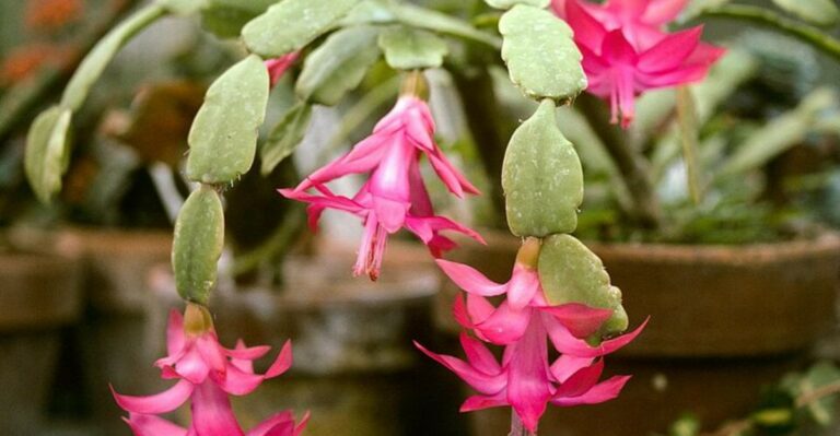 The Simple Step That Gets A Florida Christmas Cactus Blooming By December