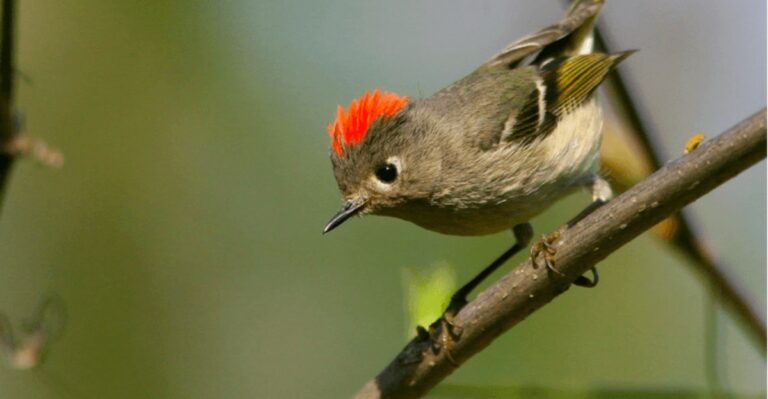 Winter Birds That Start Showing Up In Florida Yards In October And How To Welcome Them