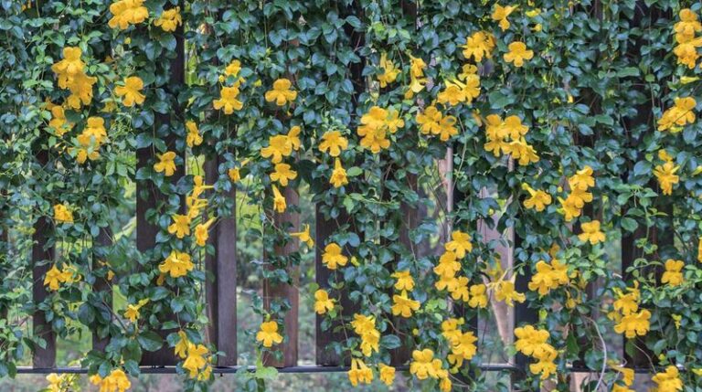 Arizona’s Cat’s-Claw Vine Has Yellow Flowers and Sharp, Hooked Tendrils