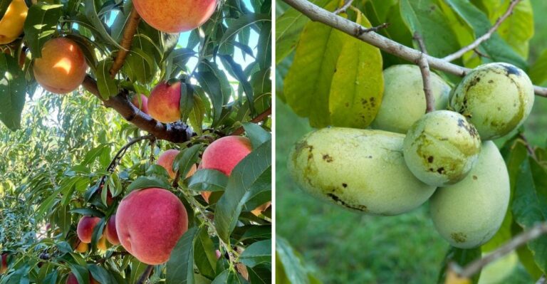 Pennsylvania Fruit Trees That Need Less Water Once Fall Begins
