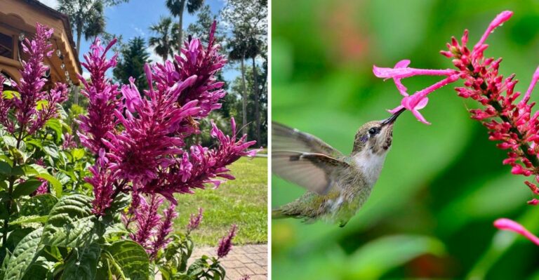 The Fall Shade Bloomer Texas Gardeners Are Missing