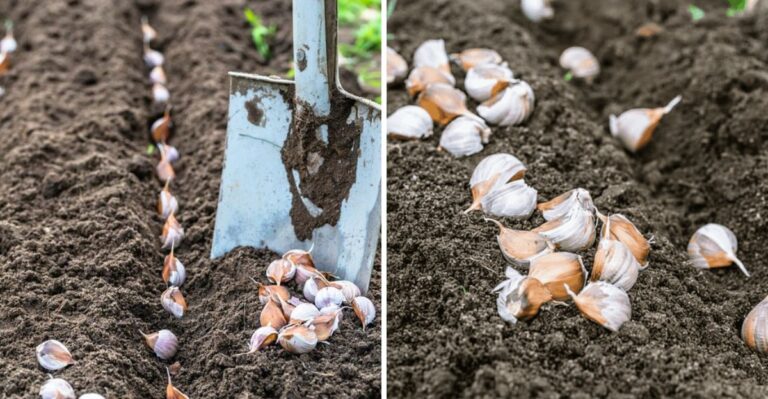The Best Time To Plant Garlic In Texas Gardens