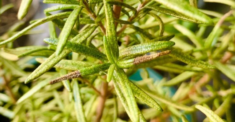 Why Your Rosemary Is Turning Brown And How To Fix It