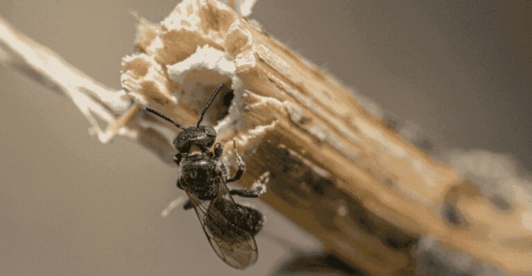 Hollow Perennial Stems Left Standing In Indiana Gardens This Fall Shelter Native Bees Through Winter