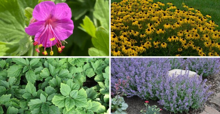 These Tough Perennials Crowd Out Weeds In New York Gardens
