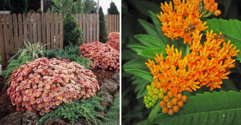 12 Texas Perennials to Cut Down in Fall and Which to Leave Alone