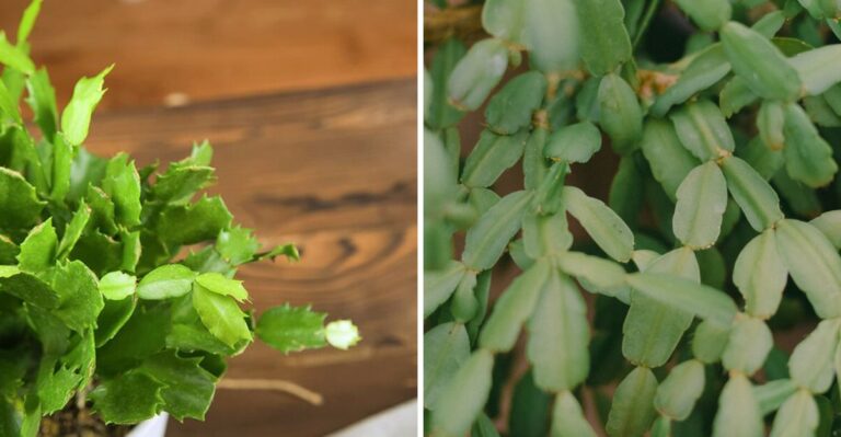 Why Your New York Christmas Cactus Is Dropping Buds Right Before Holiday Bloom