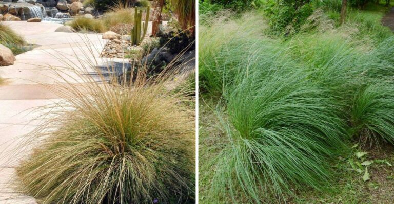 This California Native Plant Can Help Keep Sloped Yards From Washing Out
